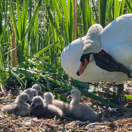 Vinterferie Paske Jacuzzi, Balpanne Og Grill, 度假居 阿斯克尔